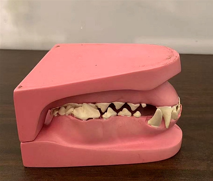教学模型牙模