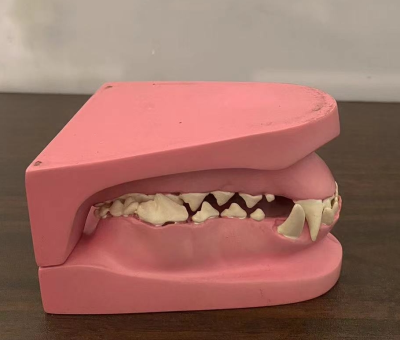 教学模型牙模