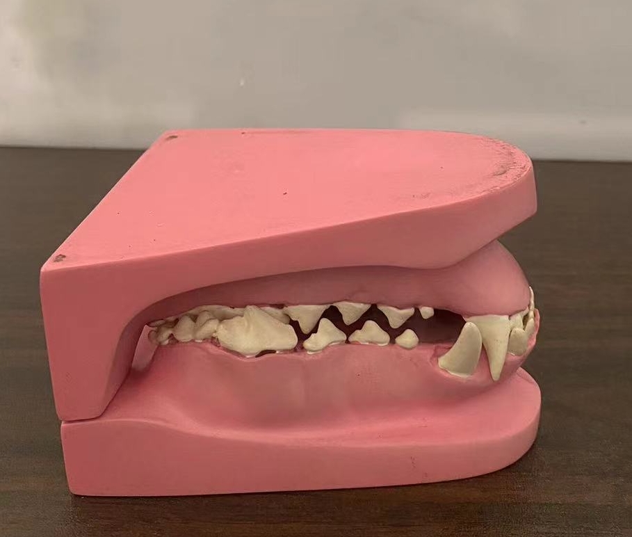 教学模型牙模